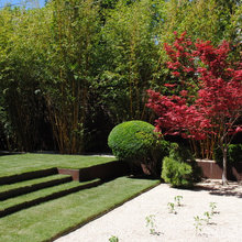 trees to give privacy