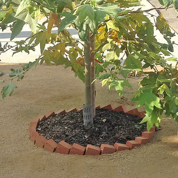 Drought Tolerant Landscapes--Decomposed Granite & Low-moisture Tree