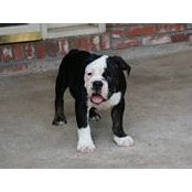 Majed Saeed's photo