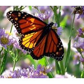 Judy Trimpe's photo