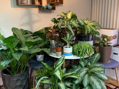 caramel marble philodendron price Philodendron Caramel Marble | Houseplants main image 1