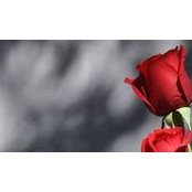 Cyndi Haeuser's photo