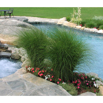 Custom Backyard Pool Portfolio