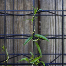 3D Trellis Mesh