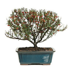 Cotoneaster Cochlictata Outdoor Bonsai Tree - Area Rugs