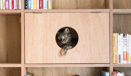 猫と暮らす住まいづくりで、押さえておきたい基本のポイント