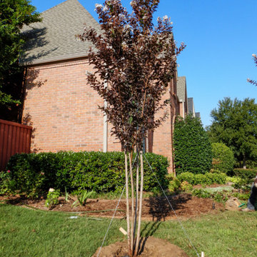Flowering Trees & Shrubs