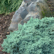 conifers