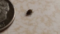 Tiny Black Beetles On Kitchen Counter