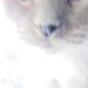 Amelia Yeung's photo