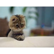 Shahenda Mohamed's photo
