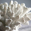 White Rising Coral Sculpture Statue White 8.3"x7.5"x4.7"