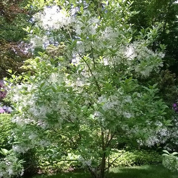 Fringe Tree