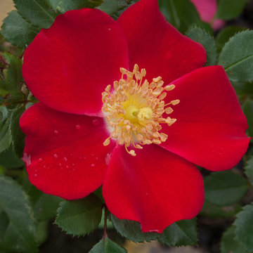 Oso Easy® Cherry Pie Landscape Rose