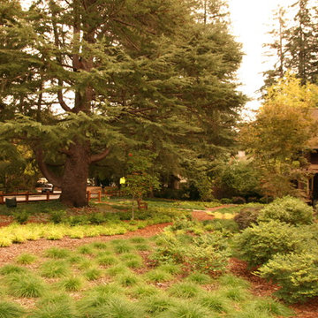 Tapestry lawn in Portola Valley