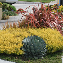 Combinación de plantas