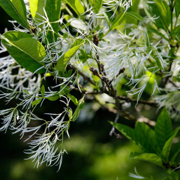 All About Fringe Trees