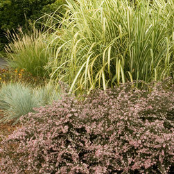 Prince Calico Aster - Plants