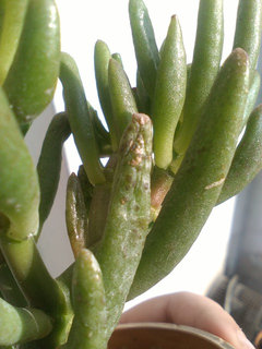 Brown spots on gollum jade | Houzz Forum