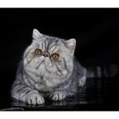 Sonia Contoli's photo