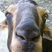 Foto von Bob Thegoat