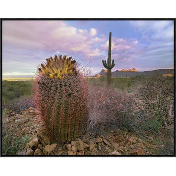 Saguaro and Giant Barrel Cactus, Saguaro National Park, Arizona, 32"x24"