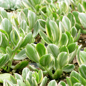 crassula