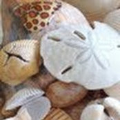 Peg Hutchins's photo