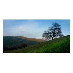 Douglas Page Photographic Arts - Great Oak, Canvas Giclee, 48"x24" - Prints And Posters