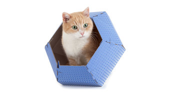 Cat in the Box - Cuccie in cartone per gatti e cani di piccola taglia