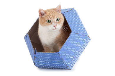Cat in the Box - Cuccie in cartone per gatti e cani di piccola taglia