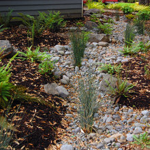 Rain Garden