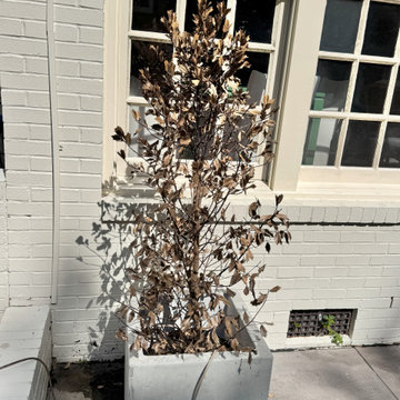 More Than Just Greenery