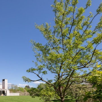 Country Fruit Tree Pruning