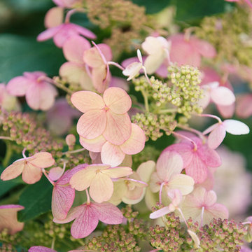 Quick Fire Hydrangea Blooming in Fall