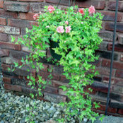 Sharon Stallter's photo