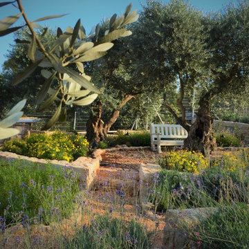 A garden with old olive trees