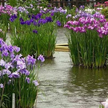 Gorgeous | Spring Gardens | Northeast