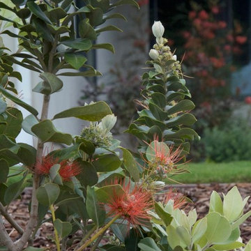 Drought Tolerant sloped front yard with Grevillea feature