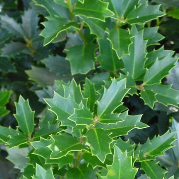 Oakland™ Holly Ilex hybrid 'Magland' PP#14417