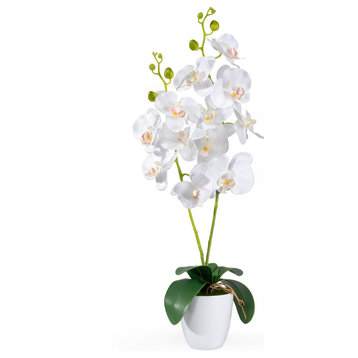 Serene Spaces Living White Phalaenopsis Orchid in Pot, 27" X 5"