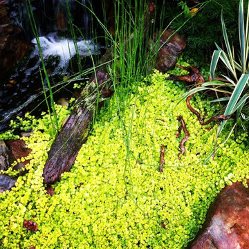 Pond Gallery