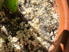 Mold or fungus on ZZ plant soil? | Houzz Forum