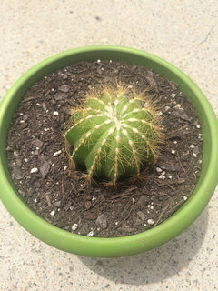 Dying cactus and succulent!! Need help IDing them to fix them up | Houzz  Forum