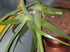aloe plant stem aloe plant stem