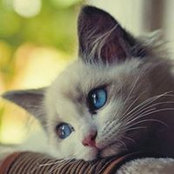 Claudio Azzali's photo