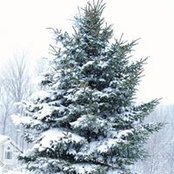 Dorothy Boyle's photo