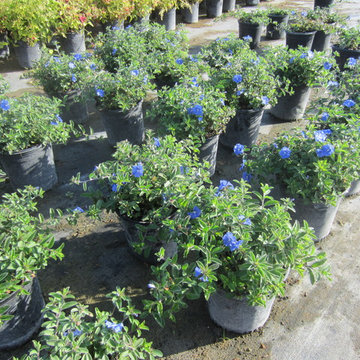 Individual Plant Photos # 1:Customer Aid  (Not complete- hundreds will be here)