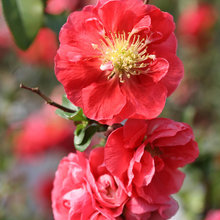 Winter Garden