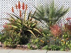 aloe vera bei darmproblemen 4 Wochen Darm-Revitalisierung Set main image 0